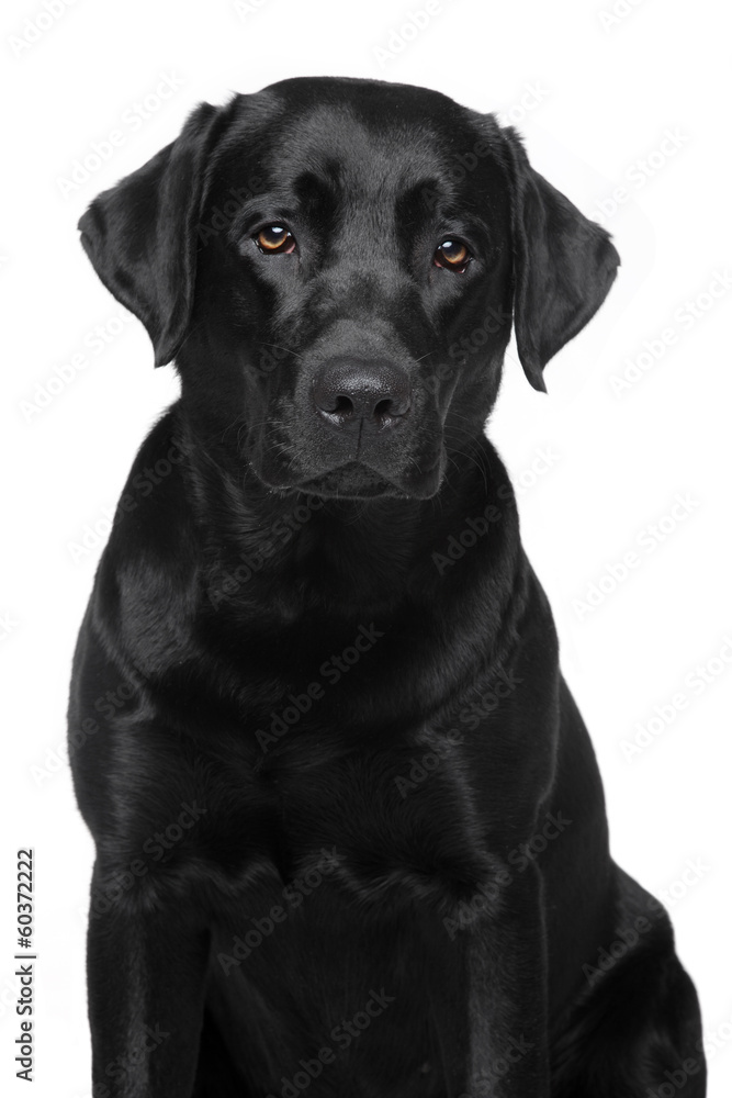 Labrador Retriever dog