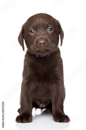 Fototapeta Naklejka Na Ścianę i Meble -  Brown Labrador puppy portrait