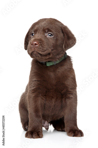 Brown Labrador puppy on white background
