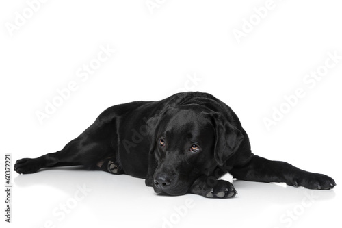 Fototapeta Naklejka Na Ścianę i Meble -  Black labrador retriever