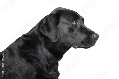 Fototapeta Naklejka Na Ścianę i Meble -  Black Labrador retriever profile