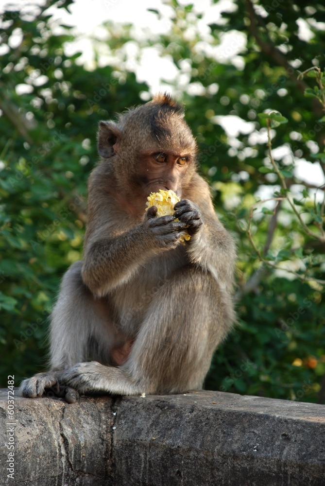 Macaques Thai monkey around the temple Macaques Thai monkey around the temple