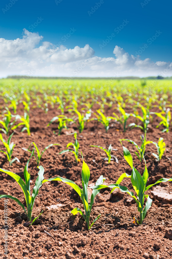 Corn fields sprouts in rows in California agriculture Corn fields sprouts in rows in California agriculture