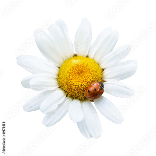 White daisy with ladybug