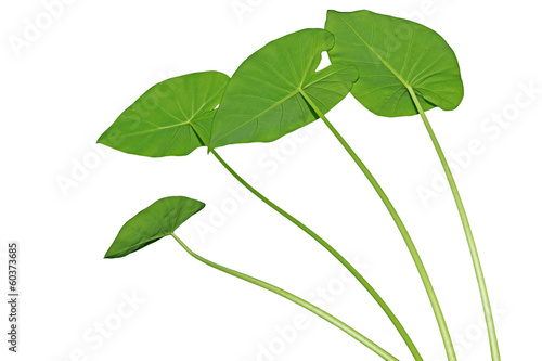 Elephant Ears Taro Leaves photo