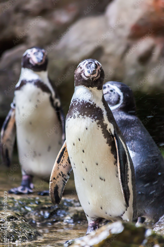 Naklejka premium Humboldt Penguin(Peruvian Penguin)