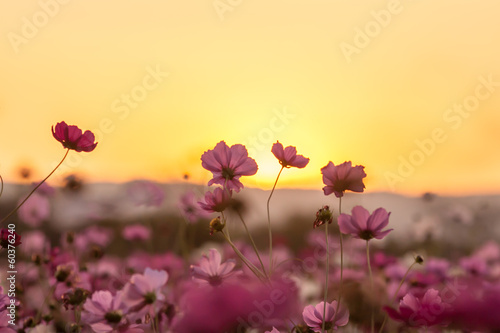 Pink cosmos with sunset © criminalatt
