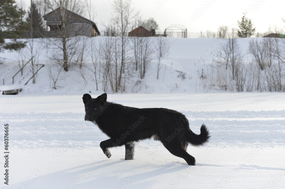 The black dog  on snow.