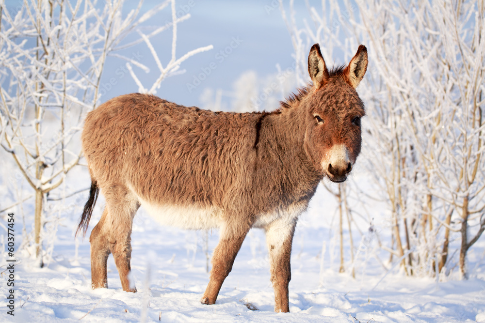 Grey donkey Grey donkey