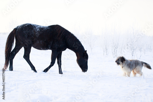 Black stallion and briard dog