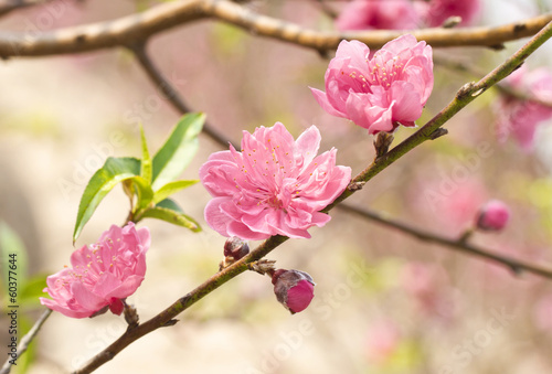 peach flowers