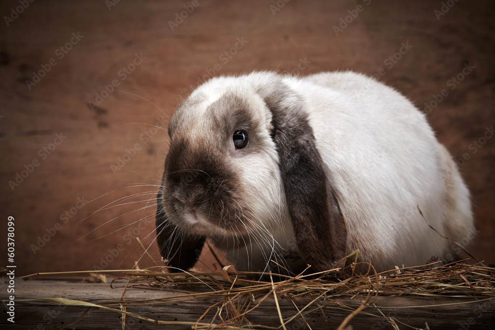 portrait of rabbit