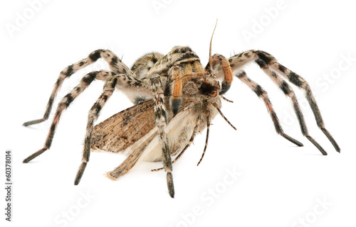 Spider hunting on butterfly