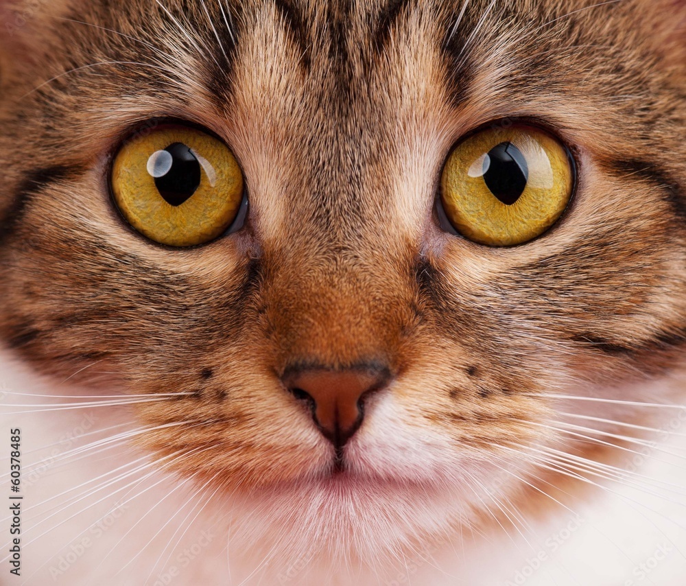 Cute tabby Cute tabby