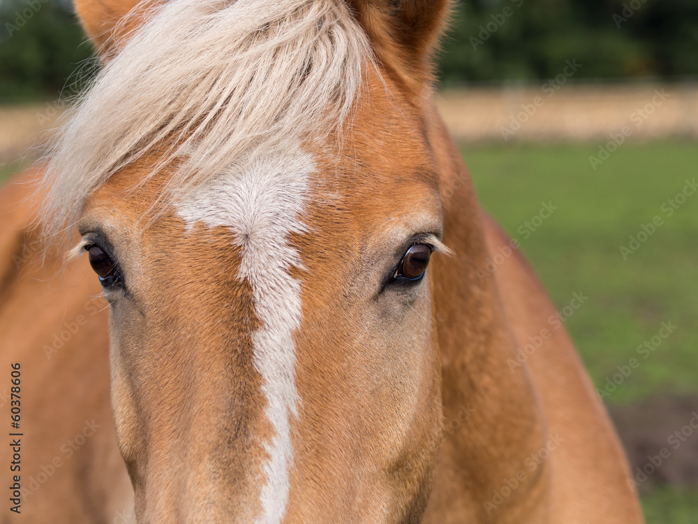 Fototapeta premium Pferde- Pferderassen - Haflinger - Stirnpartie
