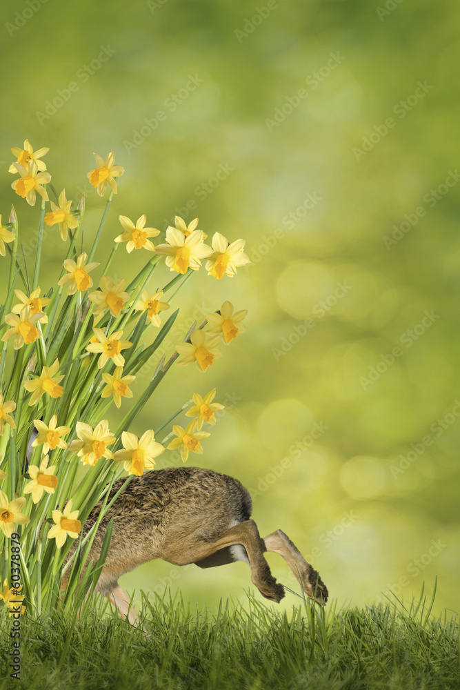 Fototapeta premium Osterhase mit Osterglocken