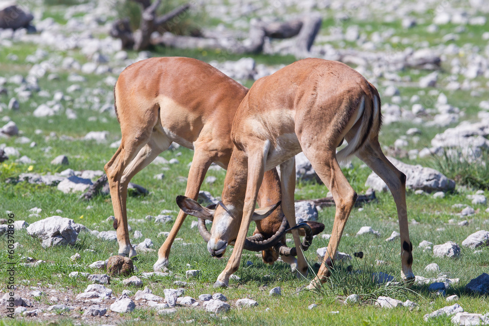 Fototapeta premium Male black-faced impala (Aepyceros melampus petersi)