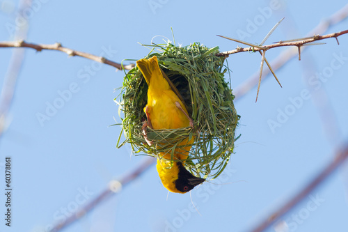 Southern Yellow Masked Weaver