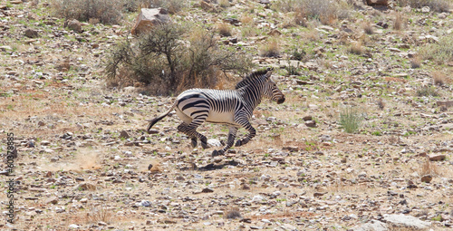 Obraz na plátně Frightened zebra running and leaving a dust trail