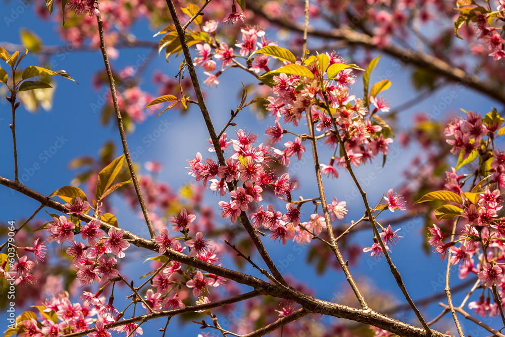 wild himalayan cherry wild himalayan cherry