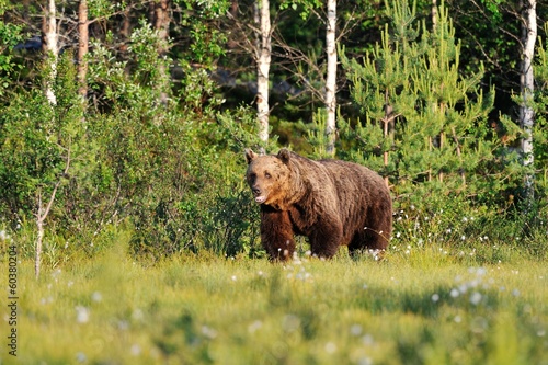 Male brown bear in summer