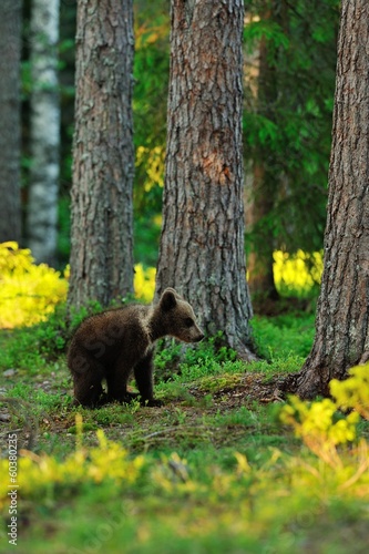 Brown bear cub in forest