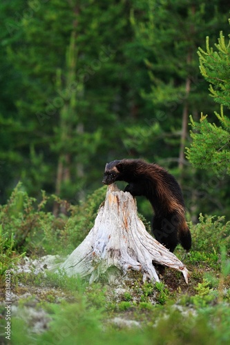 Wolverine in forest photo