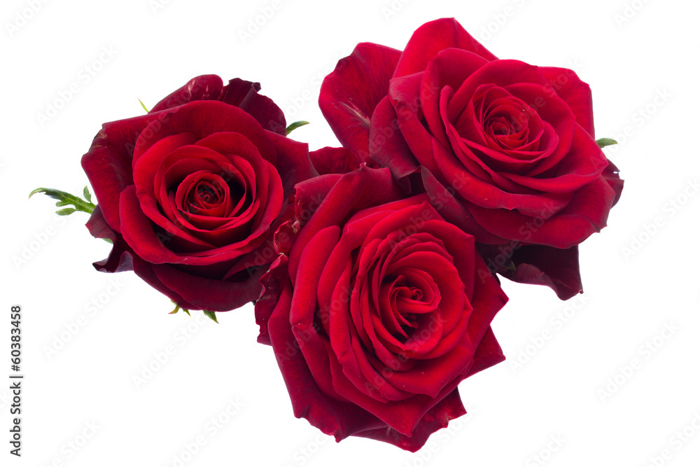 three dark red roses three dark red roses
