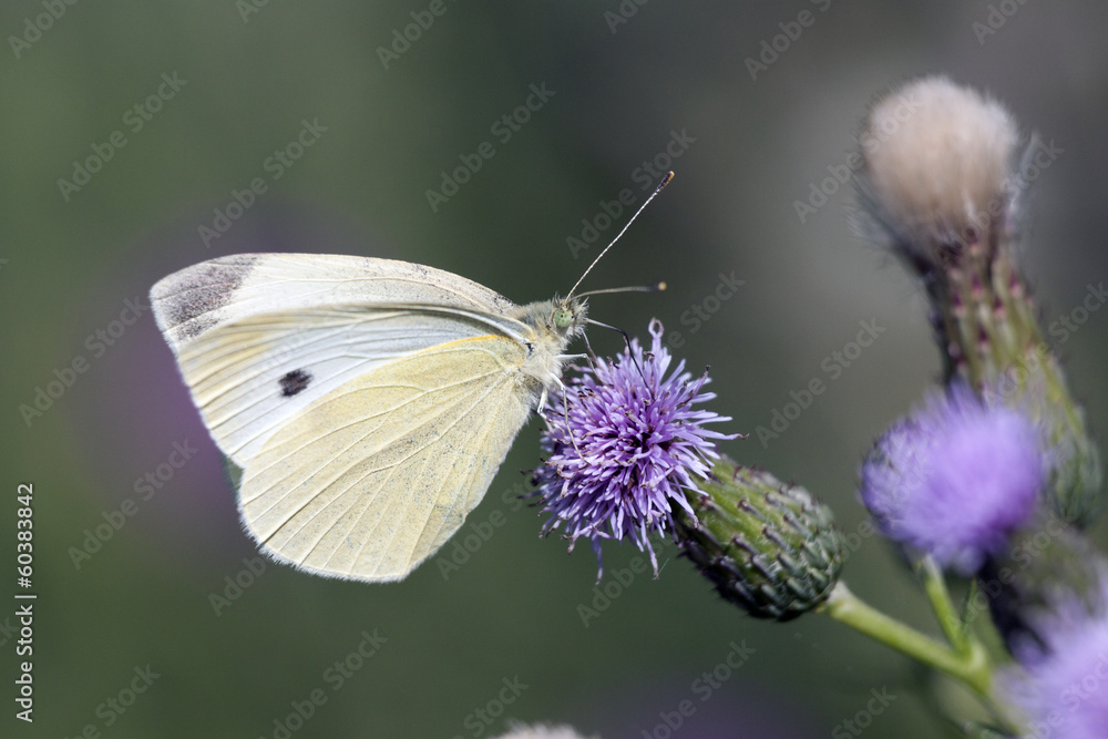 White butterfly on a blurred background. White butterfly on a blurred background.