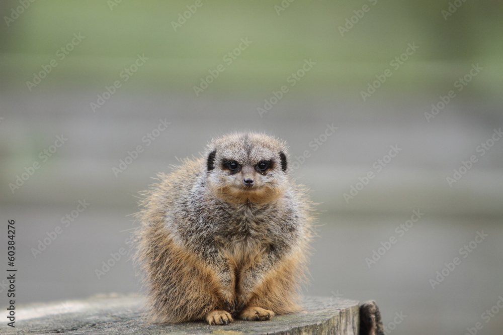 Fototapeta premium Meerkat