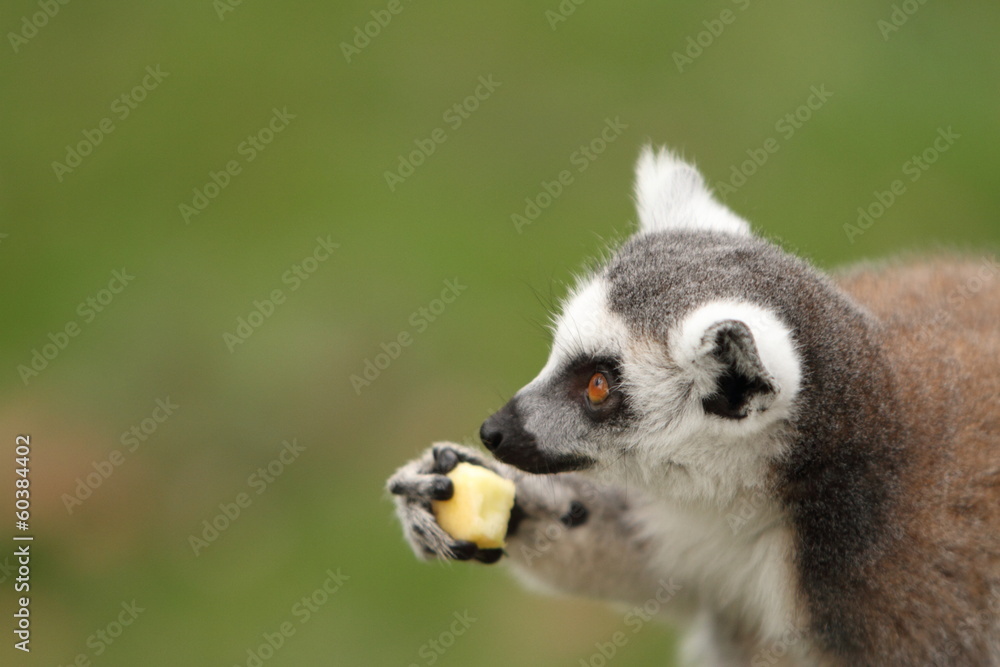 Fototapeta premium Ring Tailed Lemur