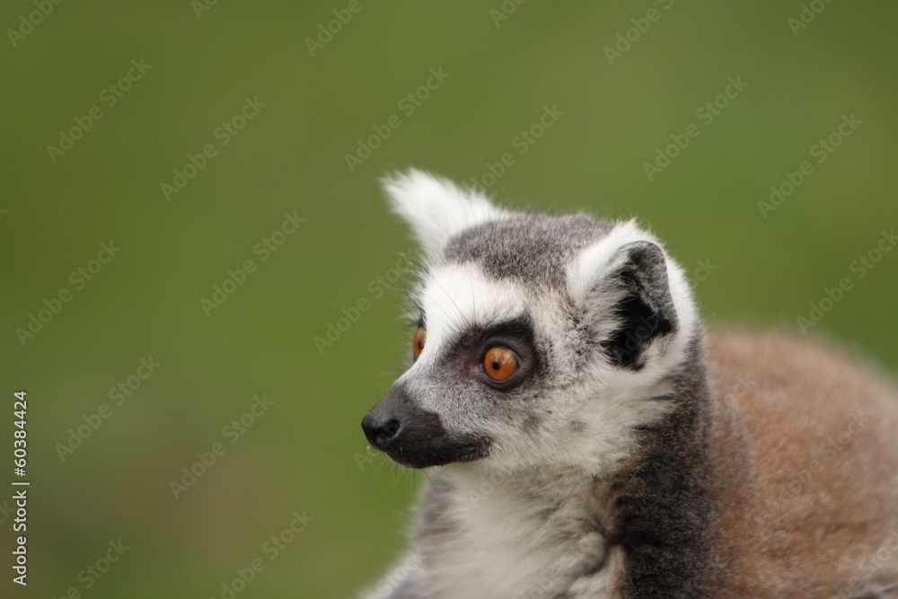 Ring Tailed Lemur Ring Tailed Lemur