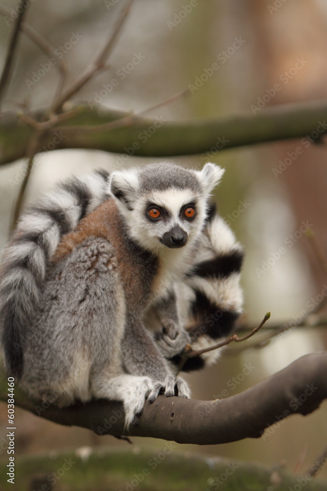 Obraz premium Ring Tailed Lemur