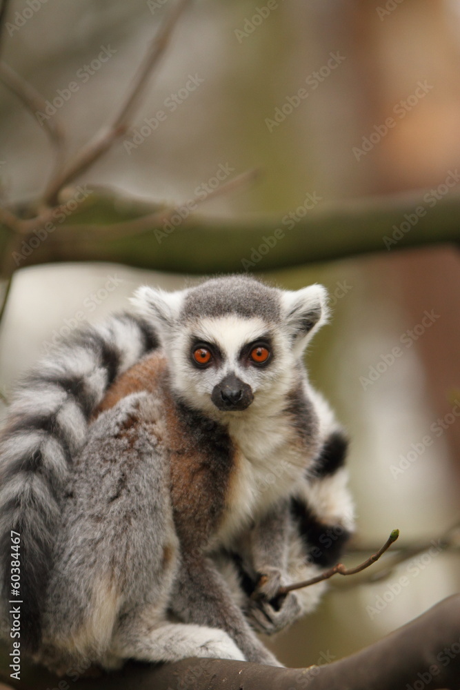 Obraz premium Ring Tailed Lemur
