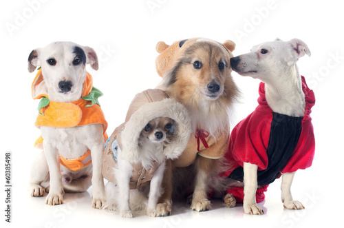 dressed dogs