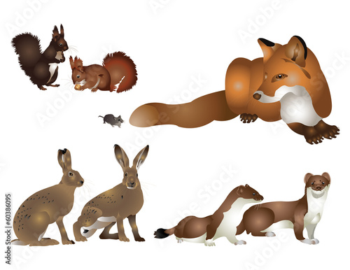 Colection of wild mammals