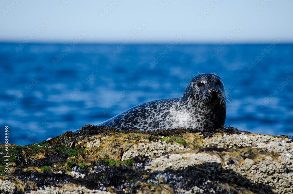 Foto Stock Foca comune Adobe Stock