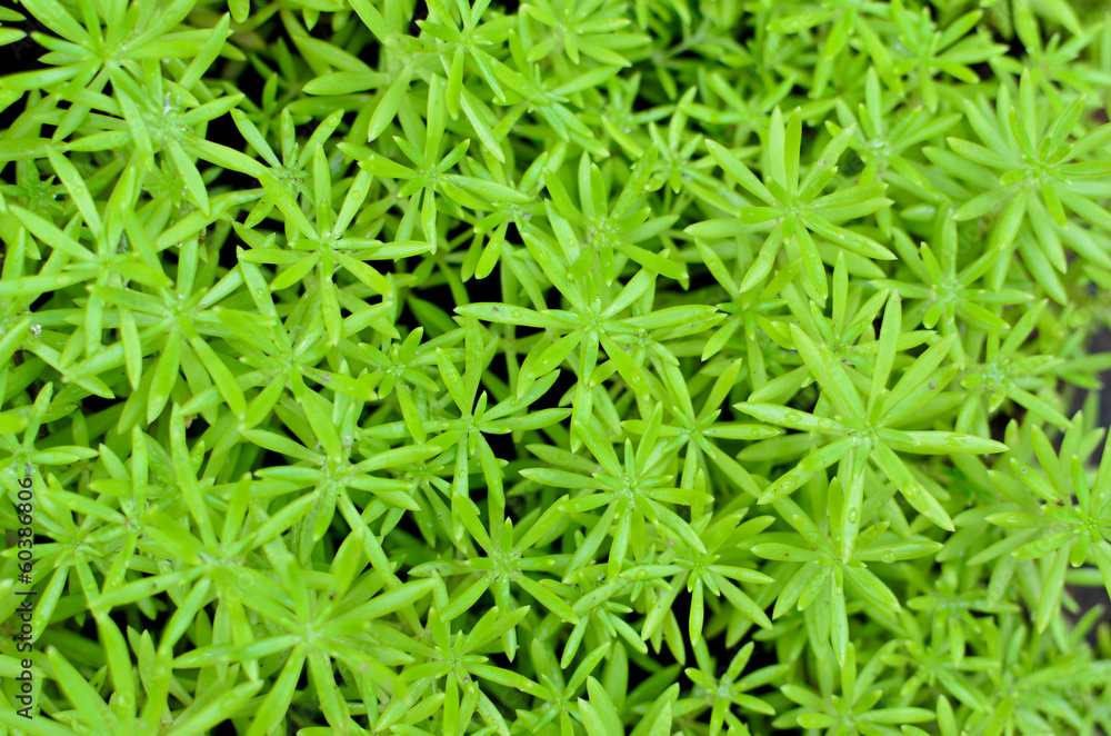 Green leaf of cactus Green leaf of cactus