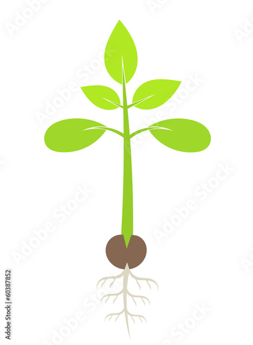 Plant seedling