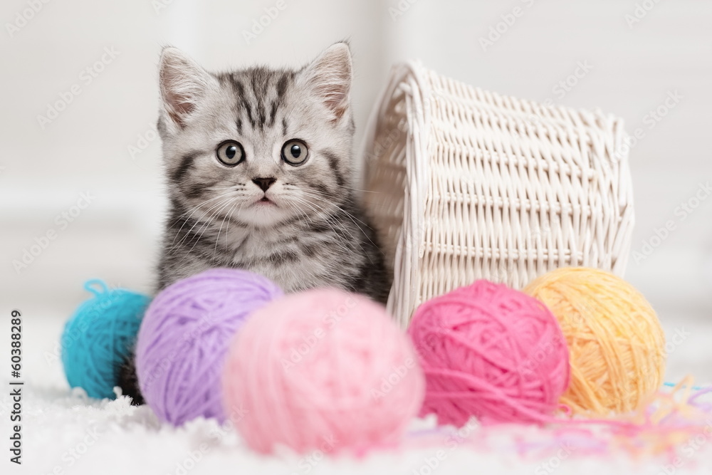 Kitten in a basket with balls of yarn - obrazy, fototapety, plakaty 
