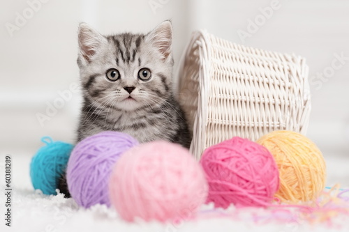 Obraz na płótnie Kitten in a basket with balls of yarn