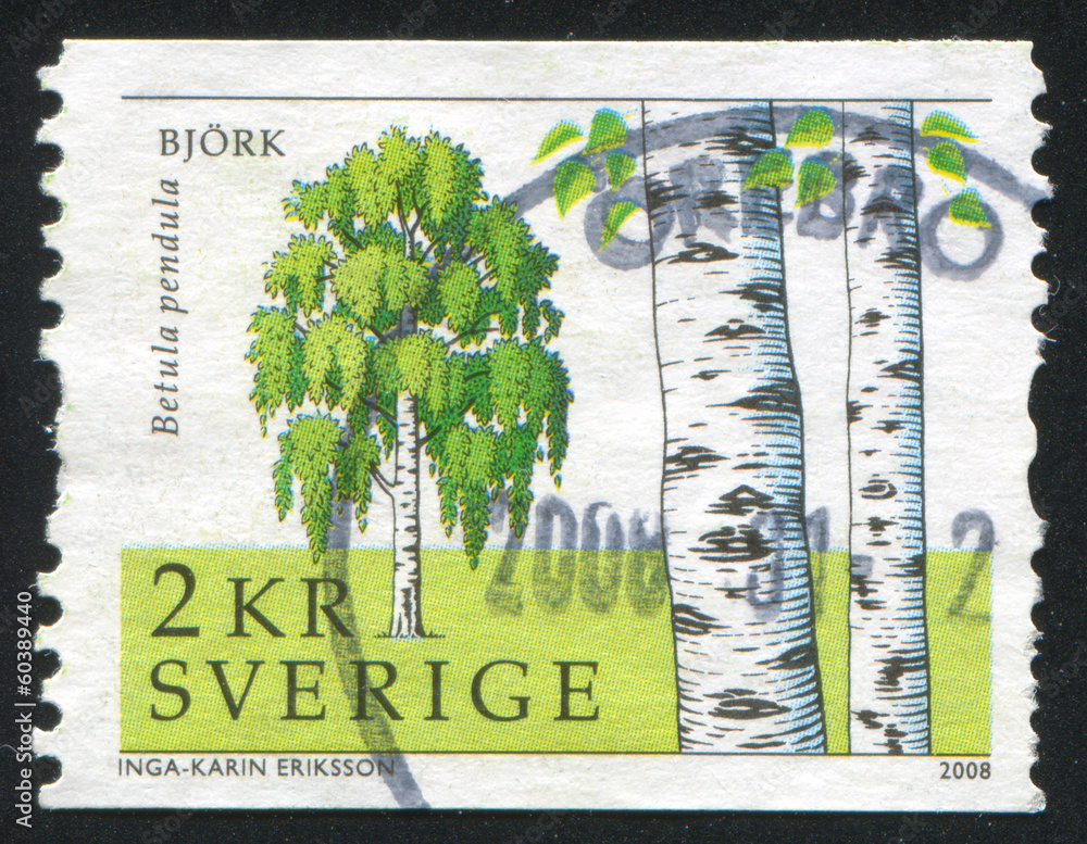 Fototapeta premium Sweden Birch