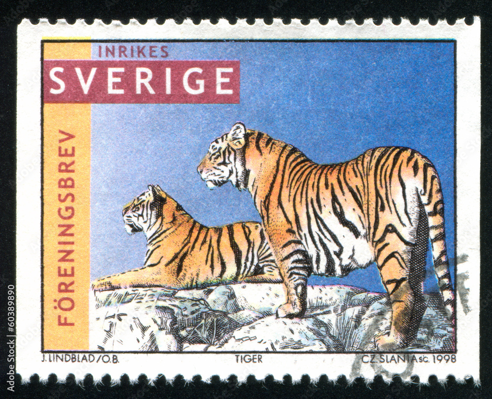 Fototapeta premium Tigers on rock