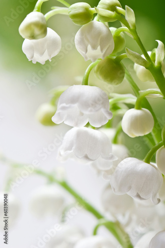 Delicate flowers on a branch of lily of the valley