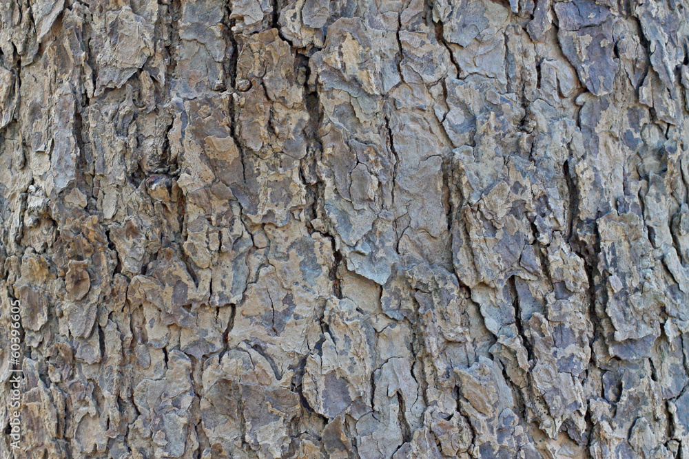Hardwood texture Hardwood texture