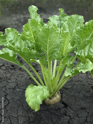 Wallpaper Mural sugar beet Torontodigital.ca