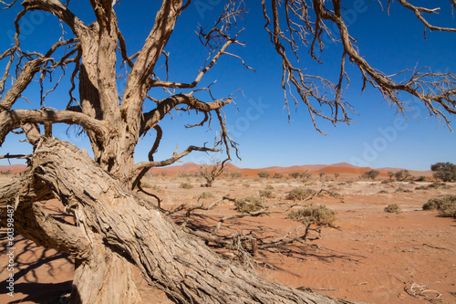 dead desert tree