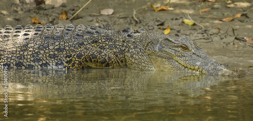 Saltwater crocodile