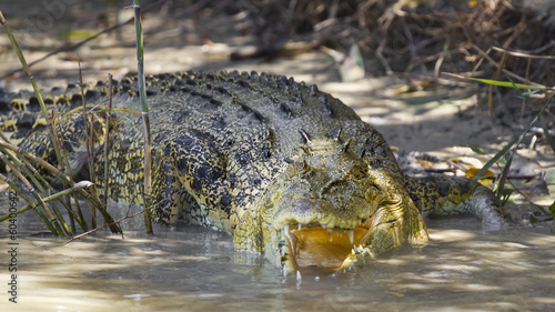 Large Saltwater crocodile.