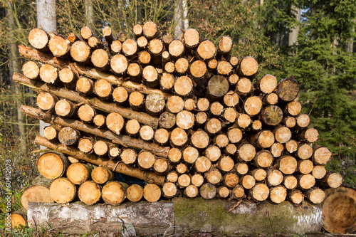 Nachwachsender Rohstoff Holz